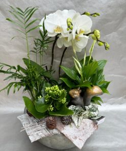 Composition d'Orchidée Noël <br> Ref : CIN004
