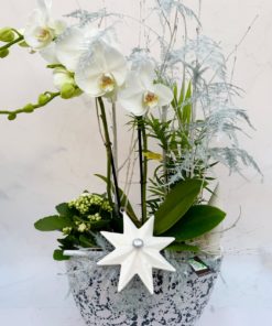 Compositions orchidée « Noël » <br> Réf : CIN011