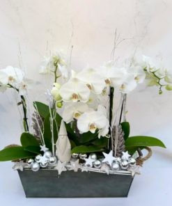 Compositions orchidée « Noël » <br> Réf : CIN012