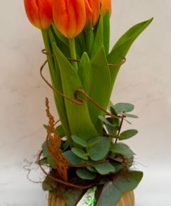 Composition Tulipes<br>BPT002