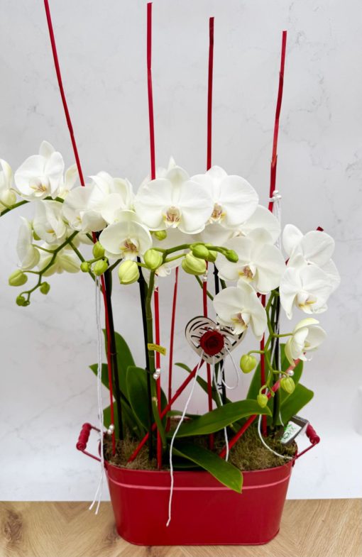 Composition Orchidée <br> CO004