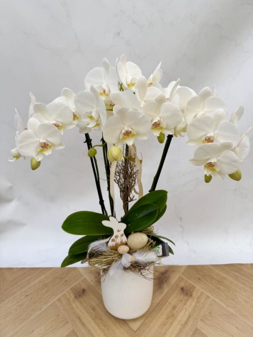Composition Orchidée Paques <br> CO008