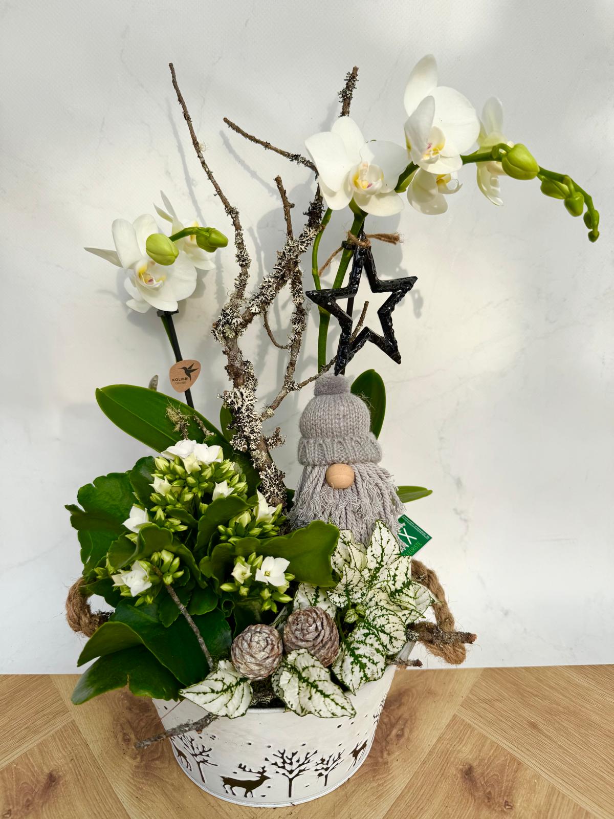 Compositions orchidée « Noël » <br> Réf : CIN014