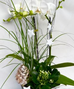 Compositions orchidée « Noël » <br> Réf : CIN017