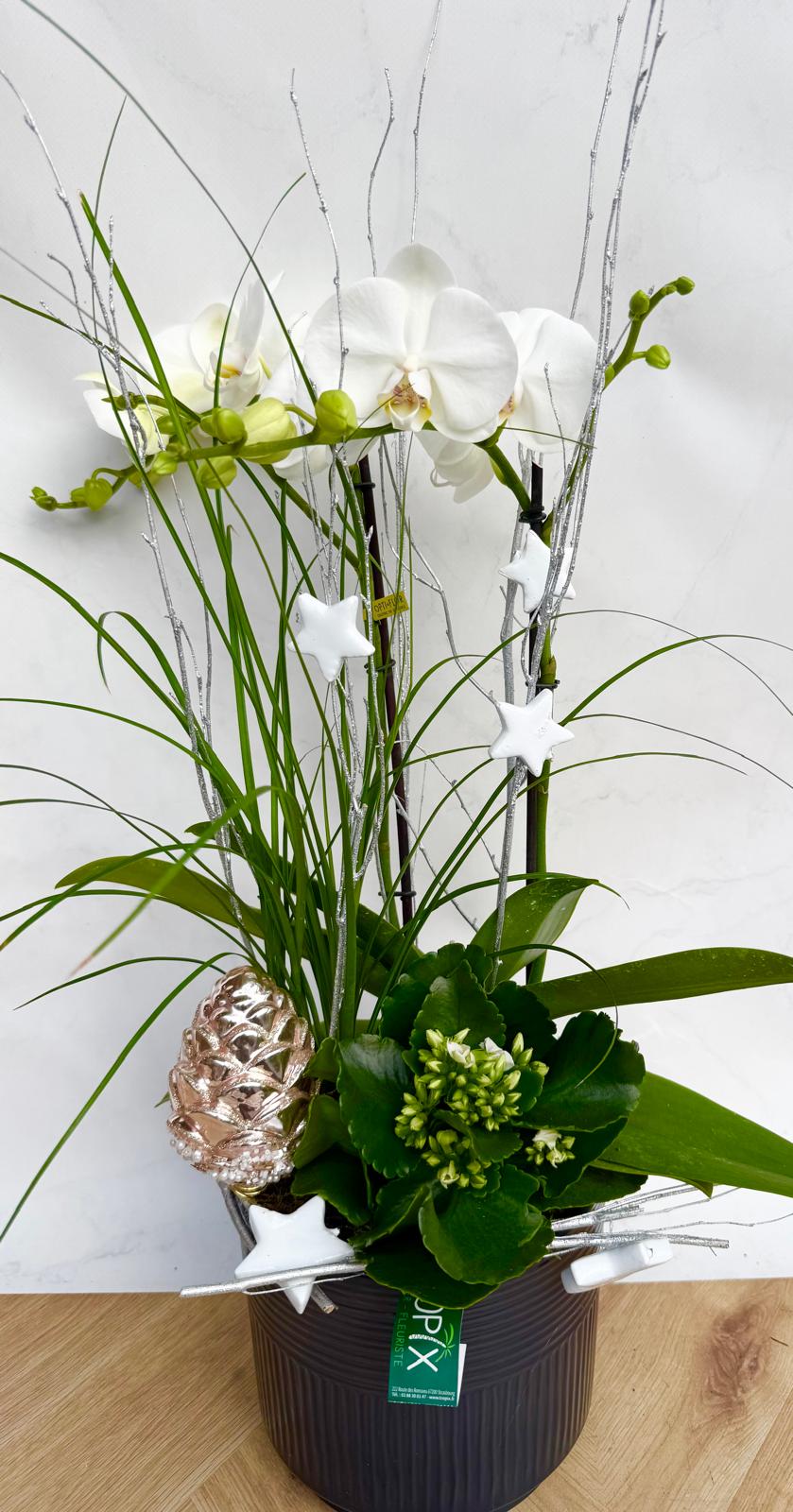 Compositions orchidée « Noël » <br> Réf : CIN017