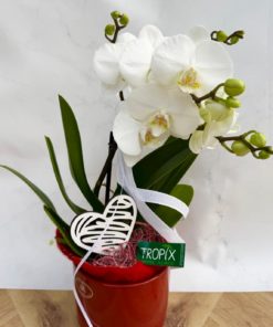 Composition interieure COEUR <br> CIC002