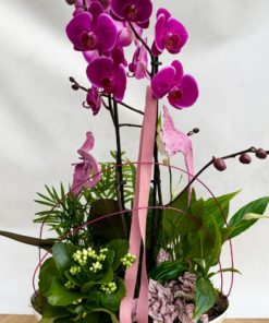 Composition Orchidée <br> CO12