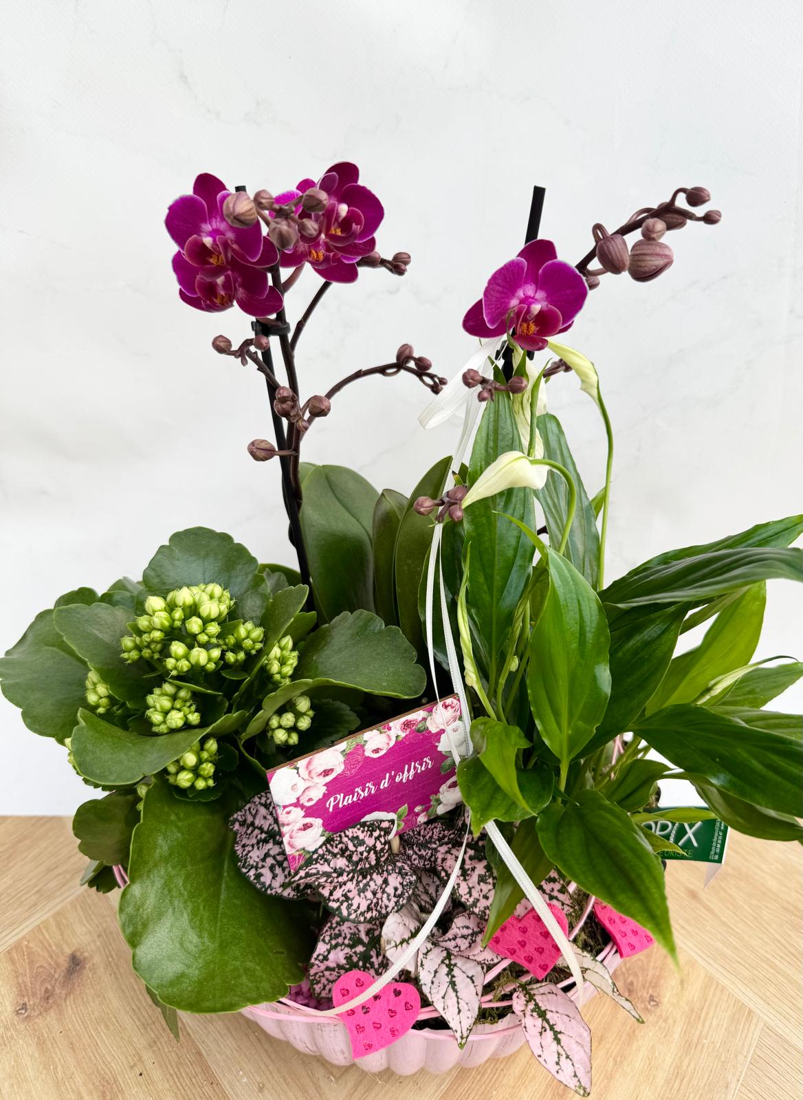 Composition Orchidée <br> CO13