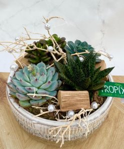 Composition interieure plantes grasses <br> CIG002