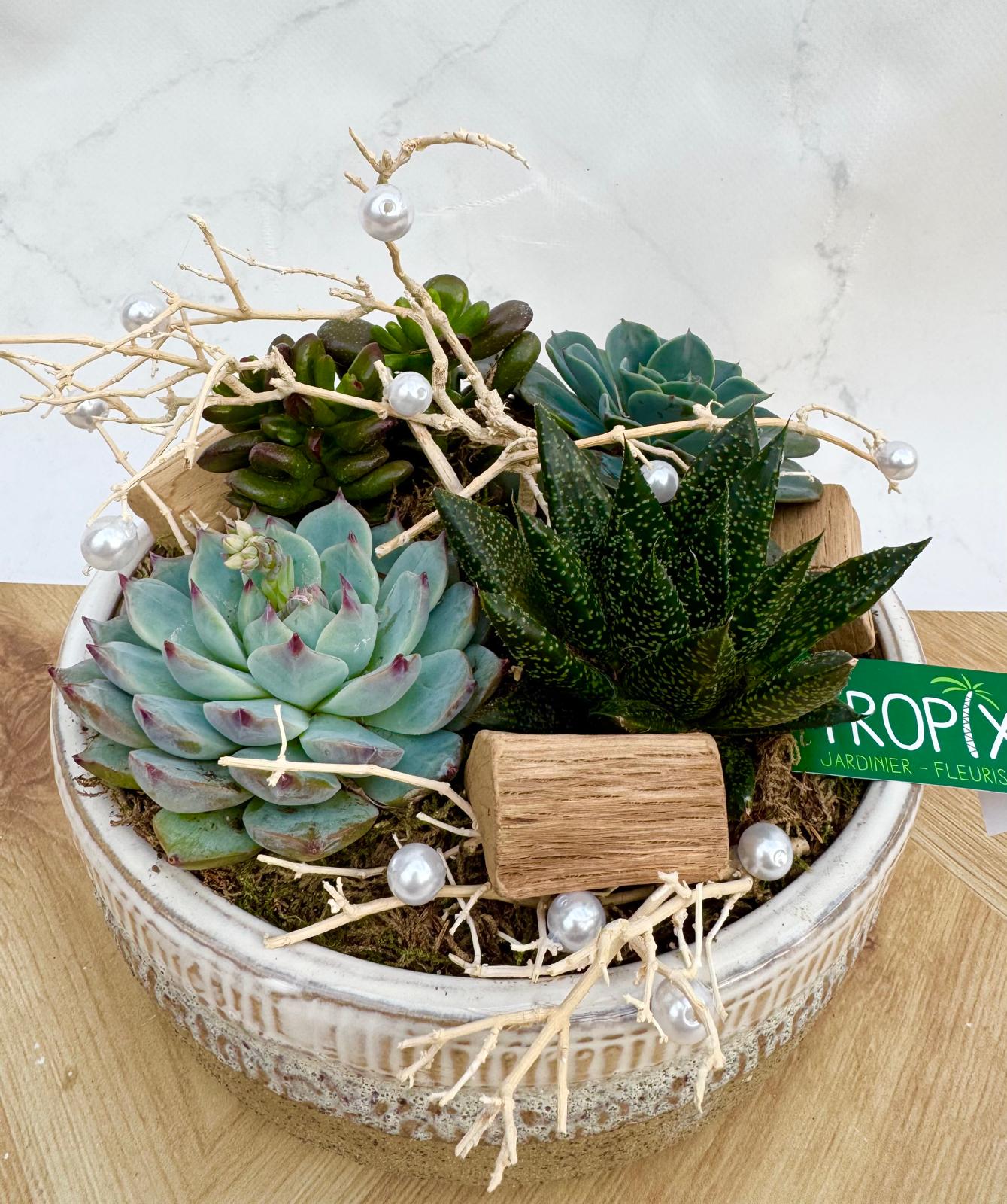 Composition interieure plantes grasses <br> CIG002