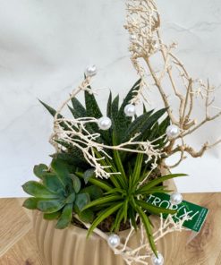 Composition interieure plantes grasses <br> CIG003