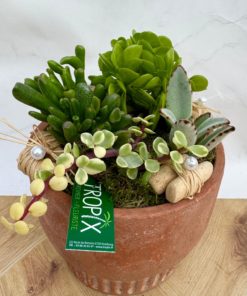 Composition interieure plantes grasses <br> CIG004