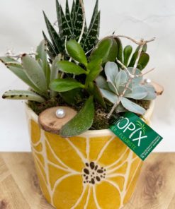 Composition interieure plantes grasses <br> CIG005