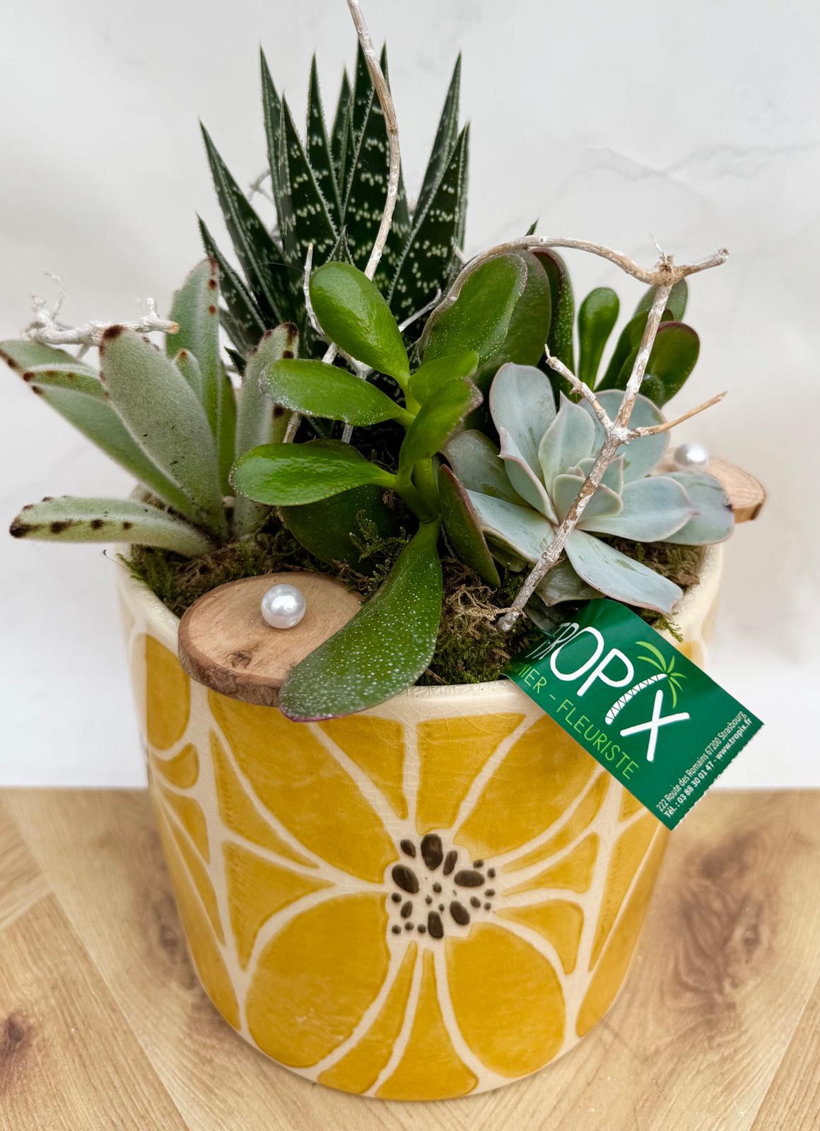 Composition interieure plantes grasses <br> CIG005