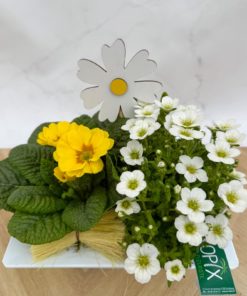 Composition Extérieure Printanière<br>CEP024