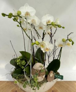 Composition Orchidée PAQUES <br> CO15