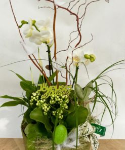 Composition Orchidée PAQUES <br> CO14