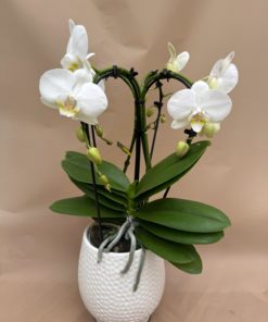 Orchidée forme spéciale <br> CO16