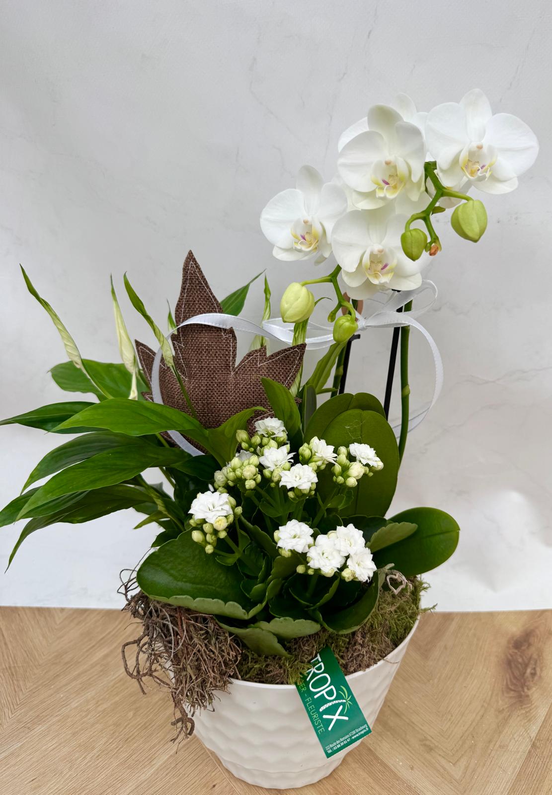Composition Orchidée AUTOMNE<br> CO15