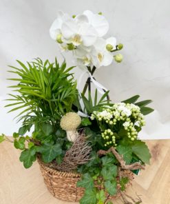 Composition Orchidée AUTOMNE<br> CO14