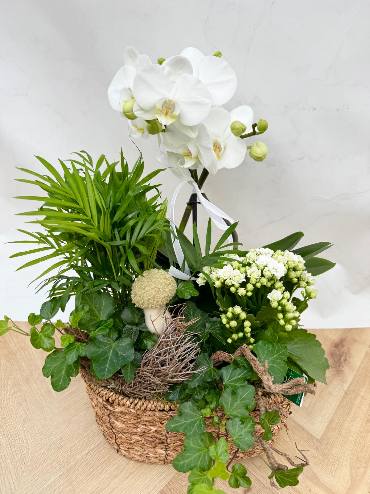 Composition Orchidée AUTOMNE<br> CO14