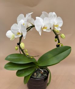 Orchidée forme spéciale <br> CO18