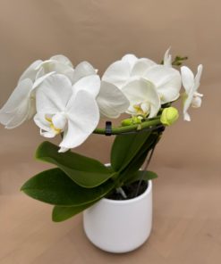 Orchidée forme spéciale <br> CO17