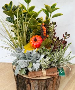 Composition Exterieure Automne<br> CEA10